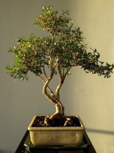Mango Bonsai Tree | A Complete Guide to Growing and Caring for Mango Bonsai Trees