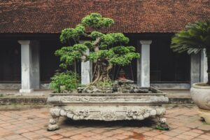 Mastering the Art of Bonsai Tree Care | Tips and Tricks for Success