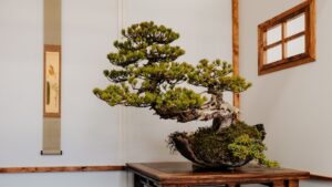 Mastering the Art of Bonsai Tree Care | Tips and Tricks for Success
