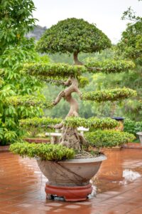 Mango Bonsai Tree | A Complete Guide to Growing and Caring for Mango Bonsai Trees, Green Planet Saviors,