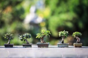 Types of Bonsai Trees,Green Planet Saviors,Bonsai Tree, Bonsai Plants,The History and Significance of Bonsai