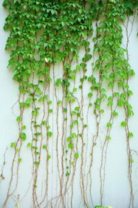 Creeper Plants: Nature's Green Marvels for Your Garden | A Comprehensive Guide, Creeper Plants, Green Planet Saviors,Creeper Plants Image,Climbing Vines,Trellis Plants,Creeper Plant Care,