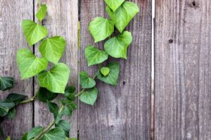 Understanding Creeper Plants,Green Planet Saviors,Creeper Plants,Climbing Vines,Trellis Plants,Creeper Plant Care,