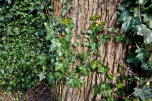 Creeper Plants: Nature's Green Marvels for Your Garden | A Comprehensive Guide, Creeper Plants, Green Planet Saviors,Creeper Plants Image,Climbing Vines,Trellis Plants,Creeper Plant Care,
